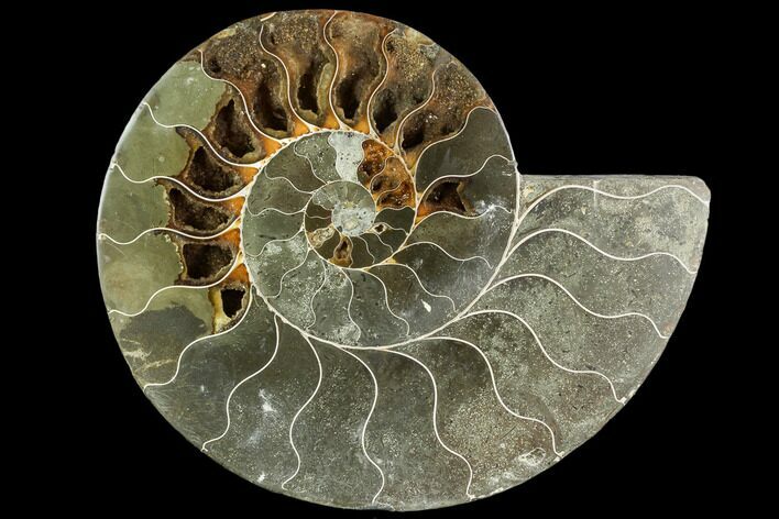 Bargain, Agatized Ammonite Fossil (Half) - Crystal Chambers #111552